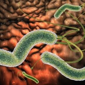Parasiten im Körper