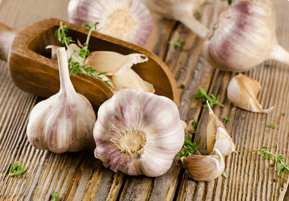 Knoblauch von Würmern