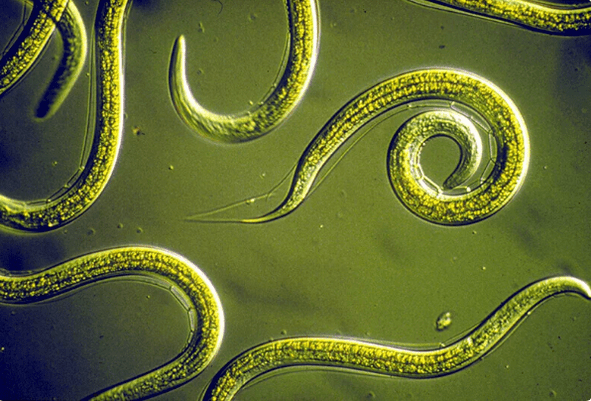 Wie man Parasiten ohne Tablets loswerden