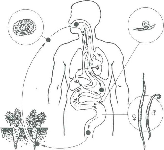 Die Hauptmethoden zur Durchdringung von Parasiten in den menschlichen Körper
