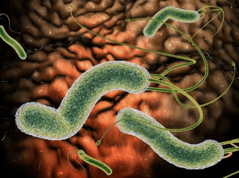 Welche Parasiten können im Körper sein