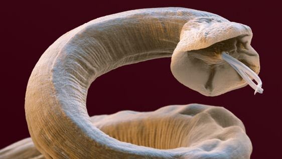 Parasiten in einer Person