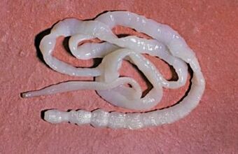Parasiten