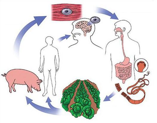 Methoden zur Diagnose von Parasiten